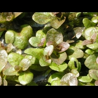 Hydrocotyle dissecta (fam Apiacees) (Nouvelle-Zelande) (3)